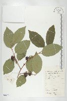 藏品(黑棗、君遷子)的圖片