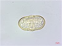 藏品(葛縷子)的圖片
