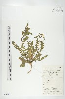 藏品(鳳花菜)的圖片