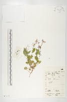 藏品(諸葛菜)的圖片