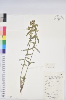 藏品(貓眼草)的圖片