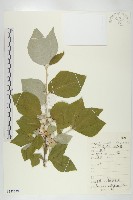 藏品(木半夏)的圖片