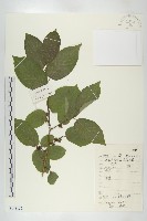 藏品(黑棗、君遷子)的圖片