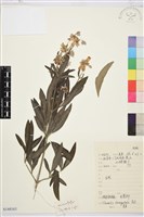 藏品(棉團鐵線蓮)的圖片