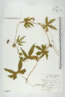 藏品(雙輪瓜)的圖片