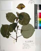 藏品(黃槿)的圖片