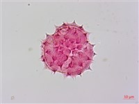 藏品(山菊)的圖片