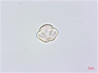 藏品(日本柃木)的圖片