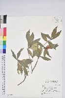 藏品()的圖片