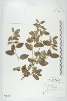 藏品()的圖片