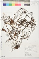 藏品(圓錐鐵線蓮)的圖片