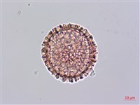 藏品(火炭母草、清飯藤)的圖片