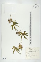 藏品(雙輪瓜)的圖片