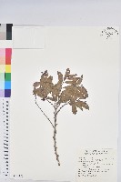 藏品(細葉饅頭果)的圖片