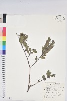 藏品(南仁五月茶)的圖片