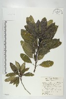 藏品(奧氏虎皮楠)的圖片