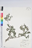 藏品(紅仔珠)的圖片