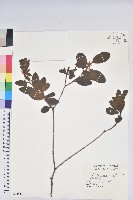 藏品(金毛杜鵑)的圖片