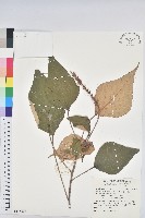 藏品(白匏子)的圖片