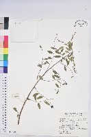 藏品(新竹油柑、新竹葉下珠)的圖片