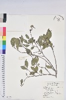 藏品(南仁五月茶)的圖片
