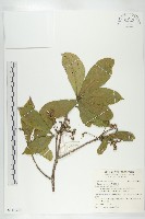 藏品(猴歡喜)的圖片