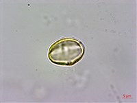 藏品(阿里山三斗石櫟、硬斗柯)的圖片