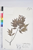 藏品(苦櫧栲)的圖片