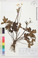 藏品(毛茛)的圖片