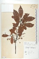 藏品(杜英、山杜英、蘭嶼杜英)的圖片