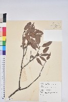 藏品(錐果櫟)的圖片