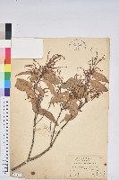 藏品(長尾尖錐栗)的圖片