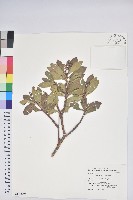 藏品(臺灣馬醉木)的圖片