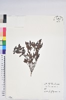 藏品(紅毛杜鵑)的圖片