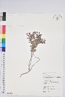 藏品(高山白珠樹)的圖片