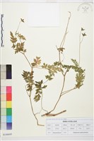 藏品(還亮草)的圖片