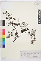 藏品(威靈仙)的圖片