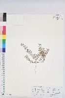 藏品(地錦)的圖片