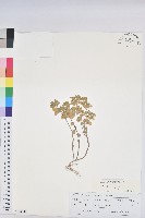 藏品(荸艾類大戟)的圖片