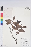 藏品(紅花越橘)的圖片