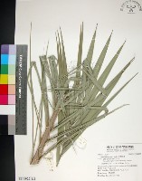 藏品(台灣海棗)的圖片