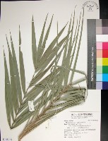 藏品(台灣海棗)的圖片