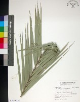 藏品(台灣海棗)的圖片