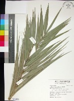 藏品(台灣海棗)的圖片