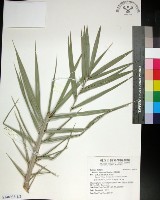 藏品(台灣海棗)的圖片