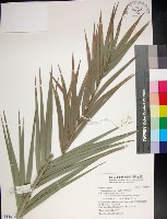 藏品(台灣海棗)的圖片