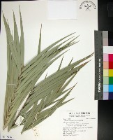 藏品(台灣海棗)的圖片