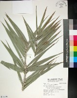 藏品(台灣海棗)的圖片