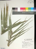 藏品(台灣海棗)的圖片