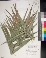 藏品(台灣海棗)的圖片